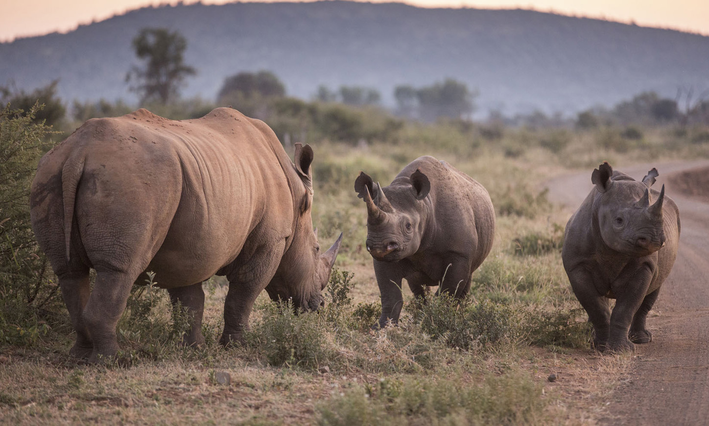 rhino-trio