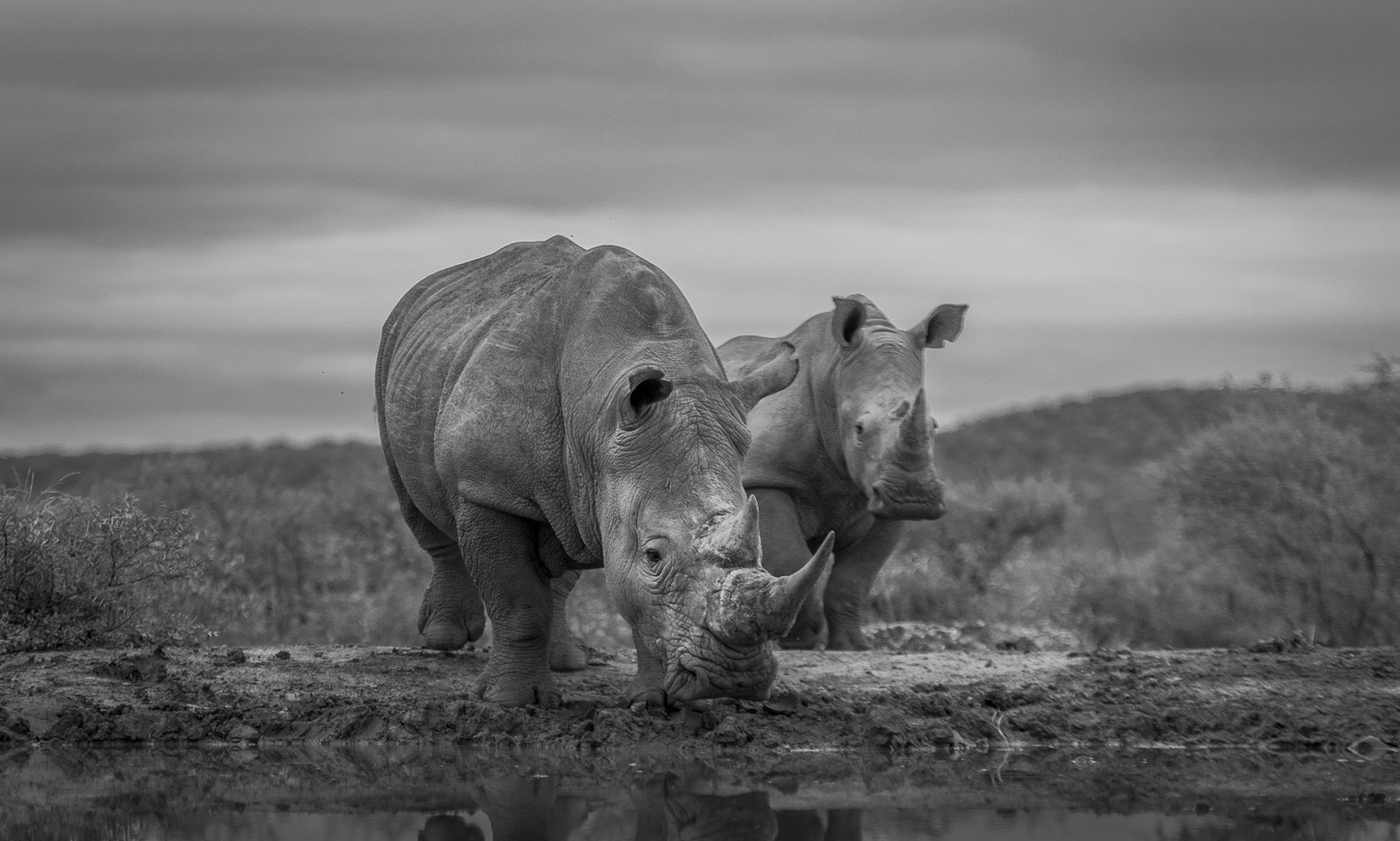 white-rhino-greyscale